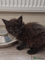 Maine Coon cats Pedigree Smoke Russian Line Mainecoons - Advert 12