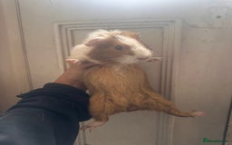 Guinea Pig rodents for sale: Piggys  - Image 3