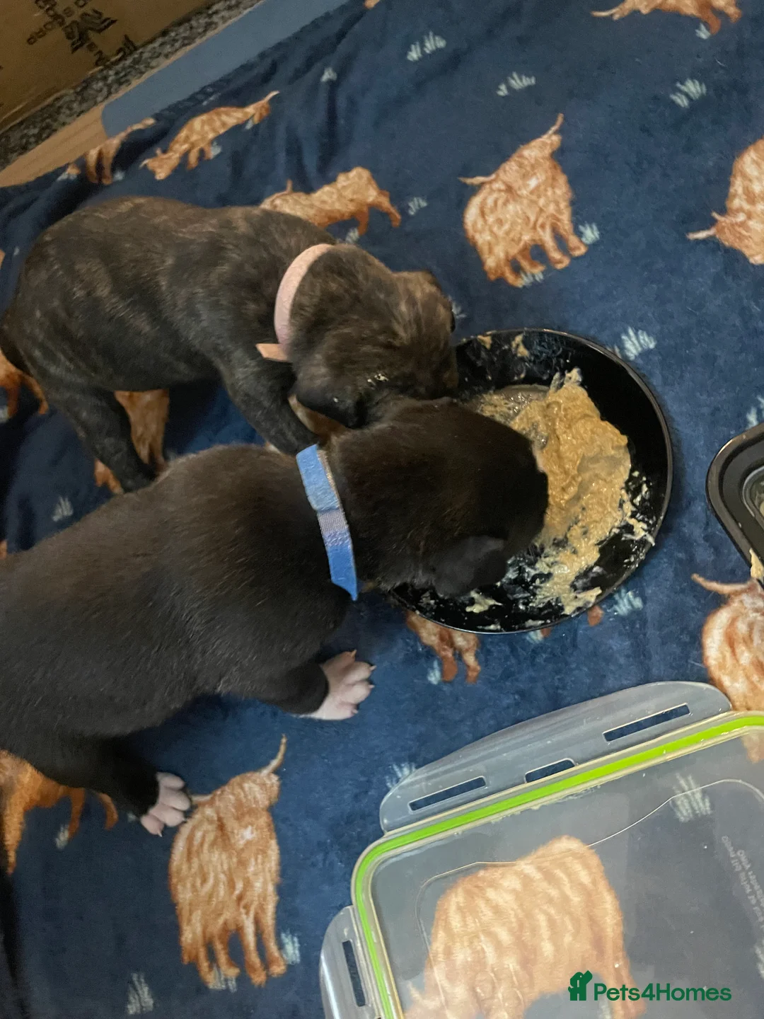 Mixed Breed dogs for sale: Beautiful Staffy x Collie Pups, 4 male 5 girls - Advert 11