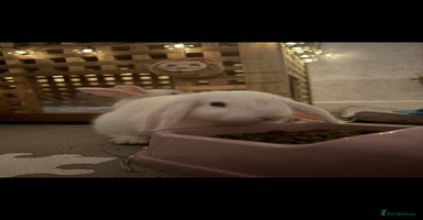 Dwarf Lop rabbits - Advert 7