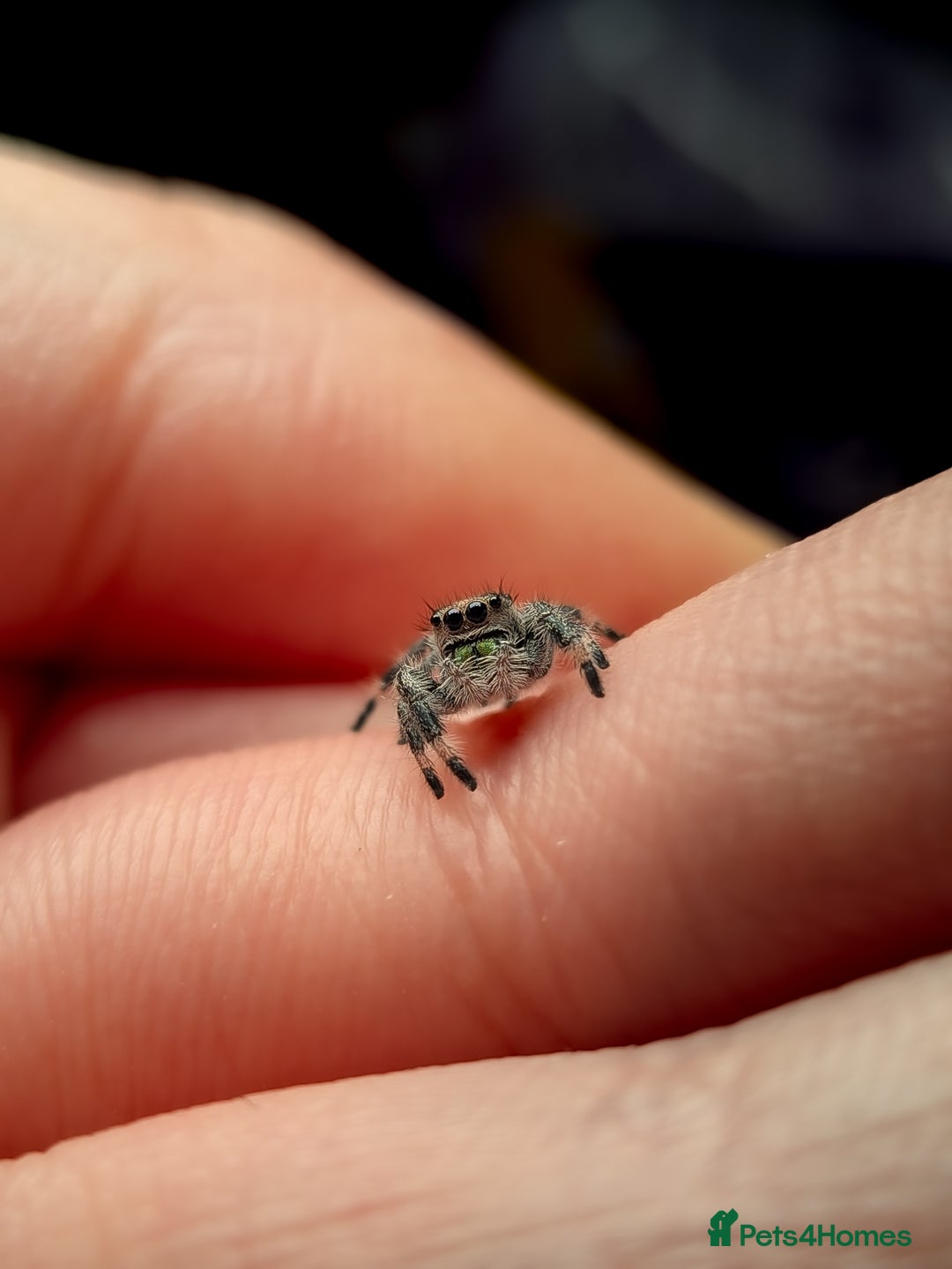 Spiders invertebrates for sale: i6 Phidippus Regius Bahamas female (random picked) - Image 6