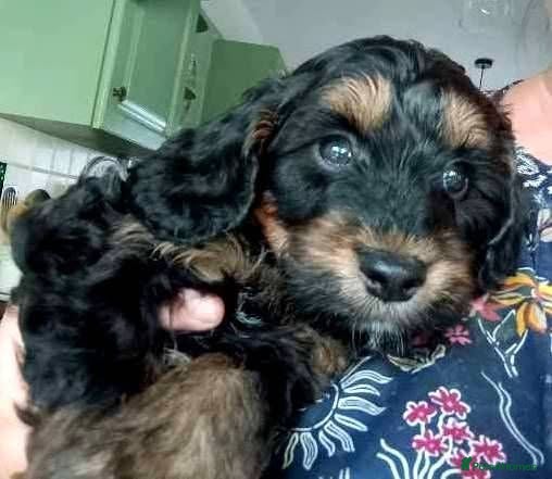 Cockapoo dogs  Stunning F1 Male Cockapoo  - Advert 1