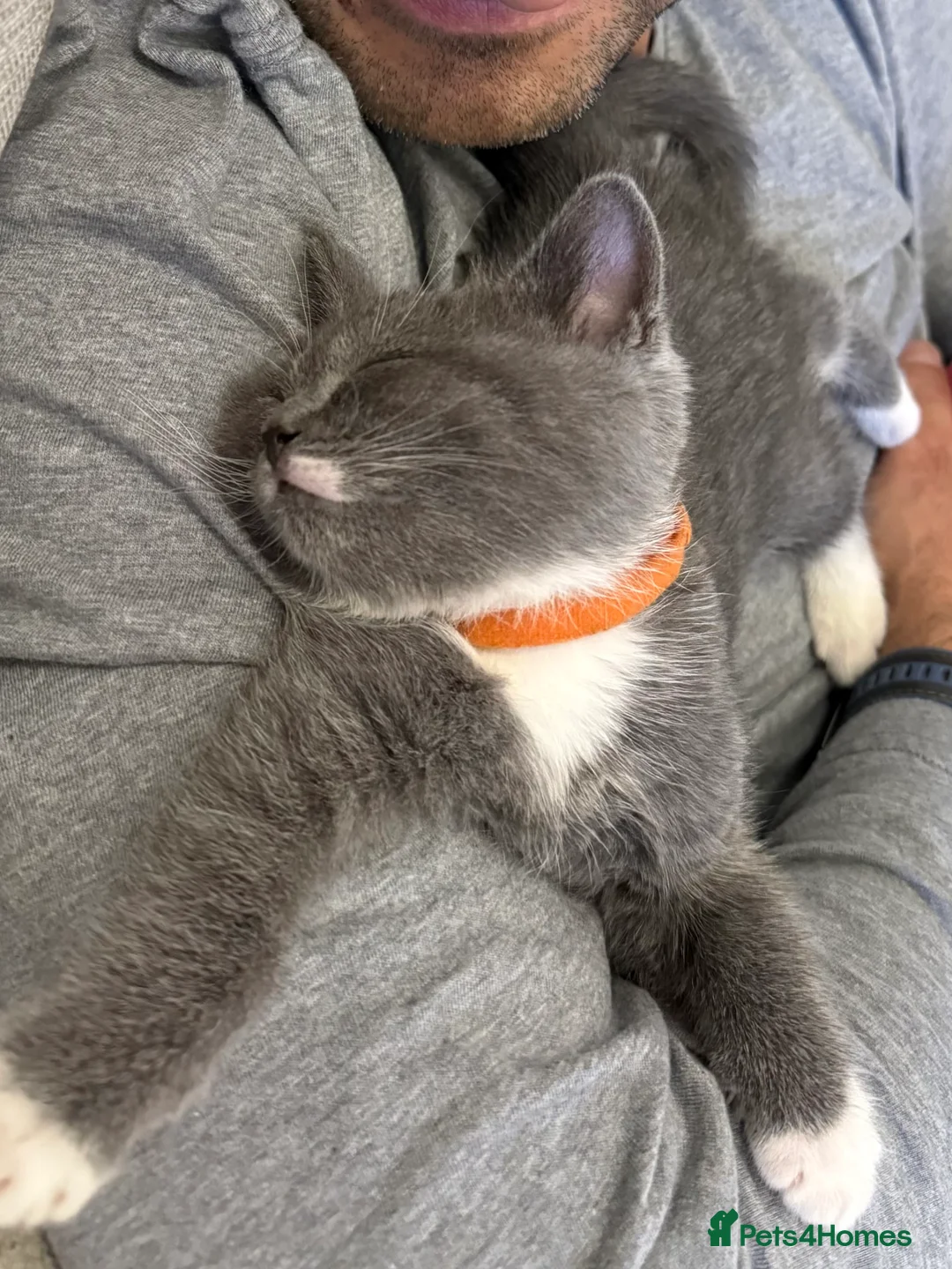 British Shorthair cats for sale: Kitten -Girl  - Advert 3