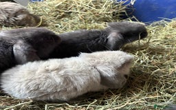 Mini Lop rabbits for sale: Mini lop babies - Image 1