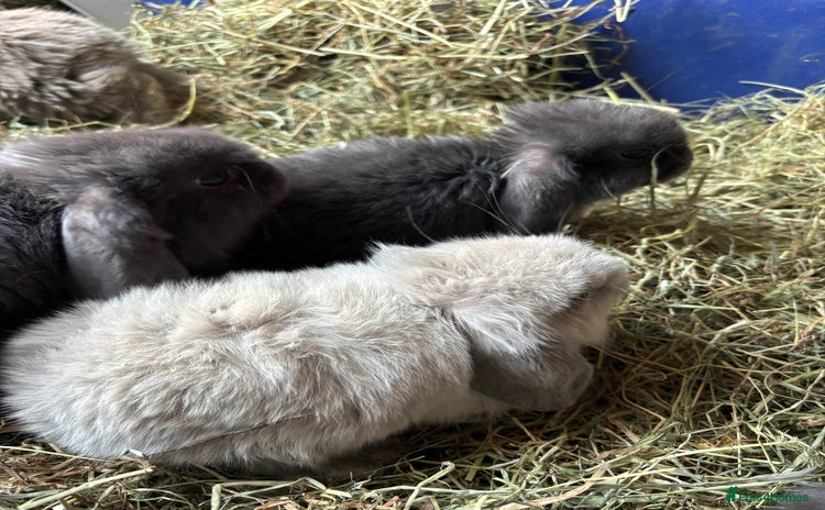 Mini Lop rabbits - Advert 13