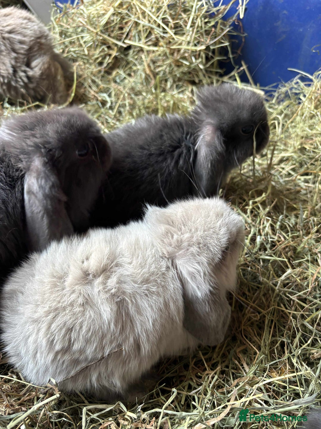 Mini Lop rabbits for sale: Mini lop babies - Image 1