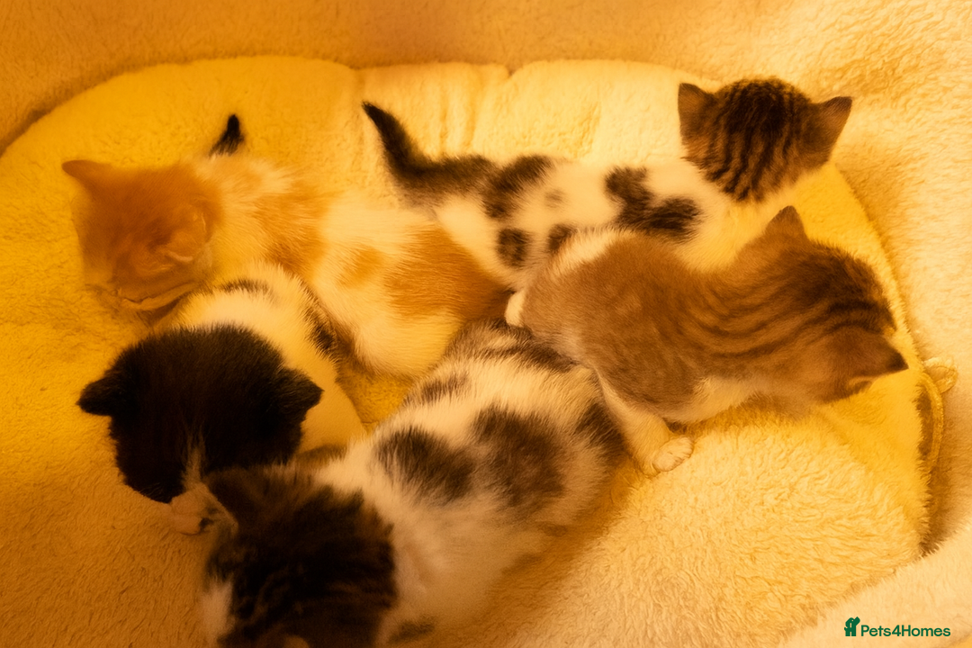 Norwegian Forest Cat cats for sale: 5 beautiful friendly boys - Image 10
