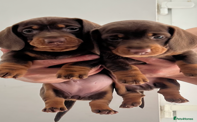 Dachshund dogs - Advert 1