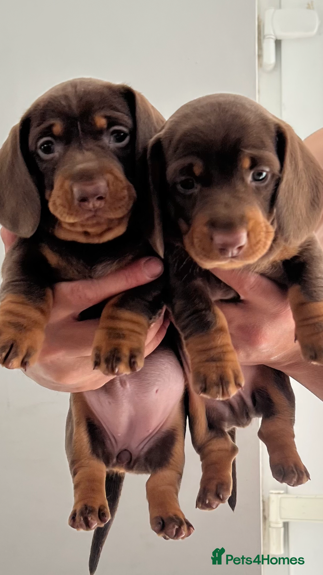Dachshund dogs for sale: AMAZING dachshund puppys - Image 1