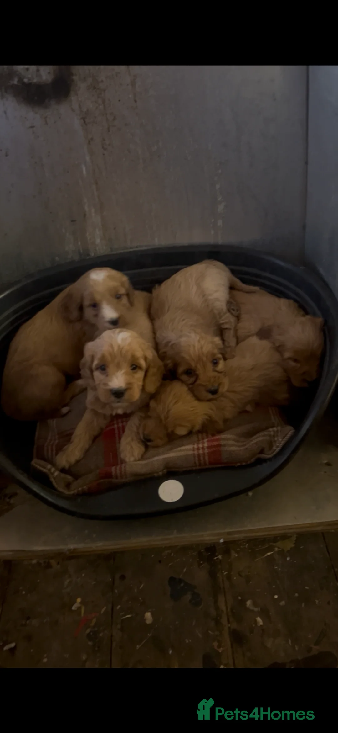 Cockapoo dogs for sale: F1 cockapoos  - Advert 10