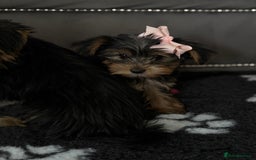 Yorkshire Terrier dogs for sale: Double vaccinated ready to leave - Image 8