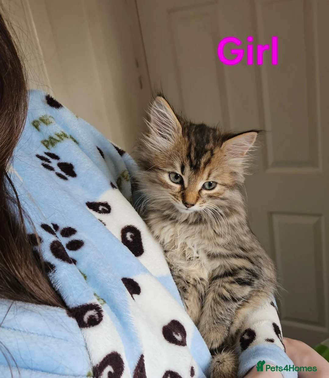 Maine Coon cats for sale: Female Mainecoon X kitten  - Advert 2