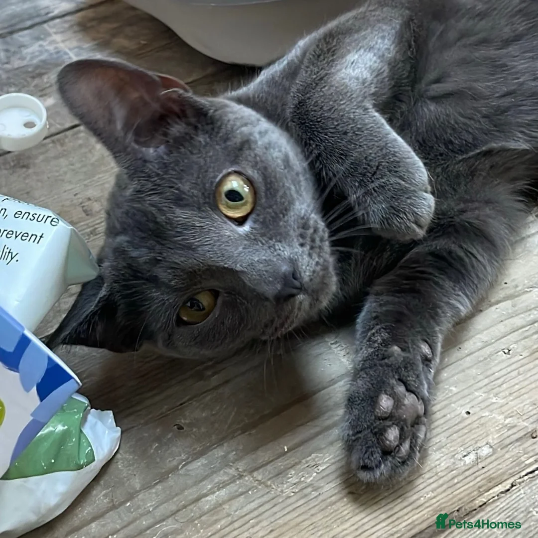 Domestic Shorthair cats for adoption: Mabel, approx 7 months old in Fleet - Advert 3
