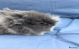 Lionhead rabbits for sale: Double main  lionhead bunnies  - Image 2