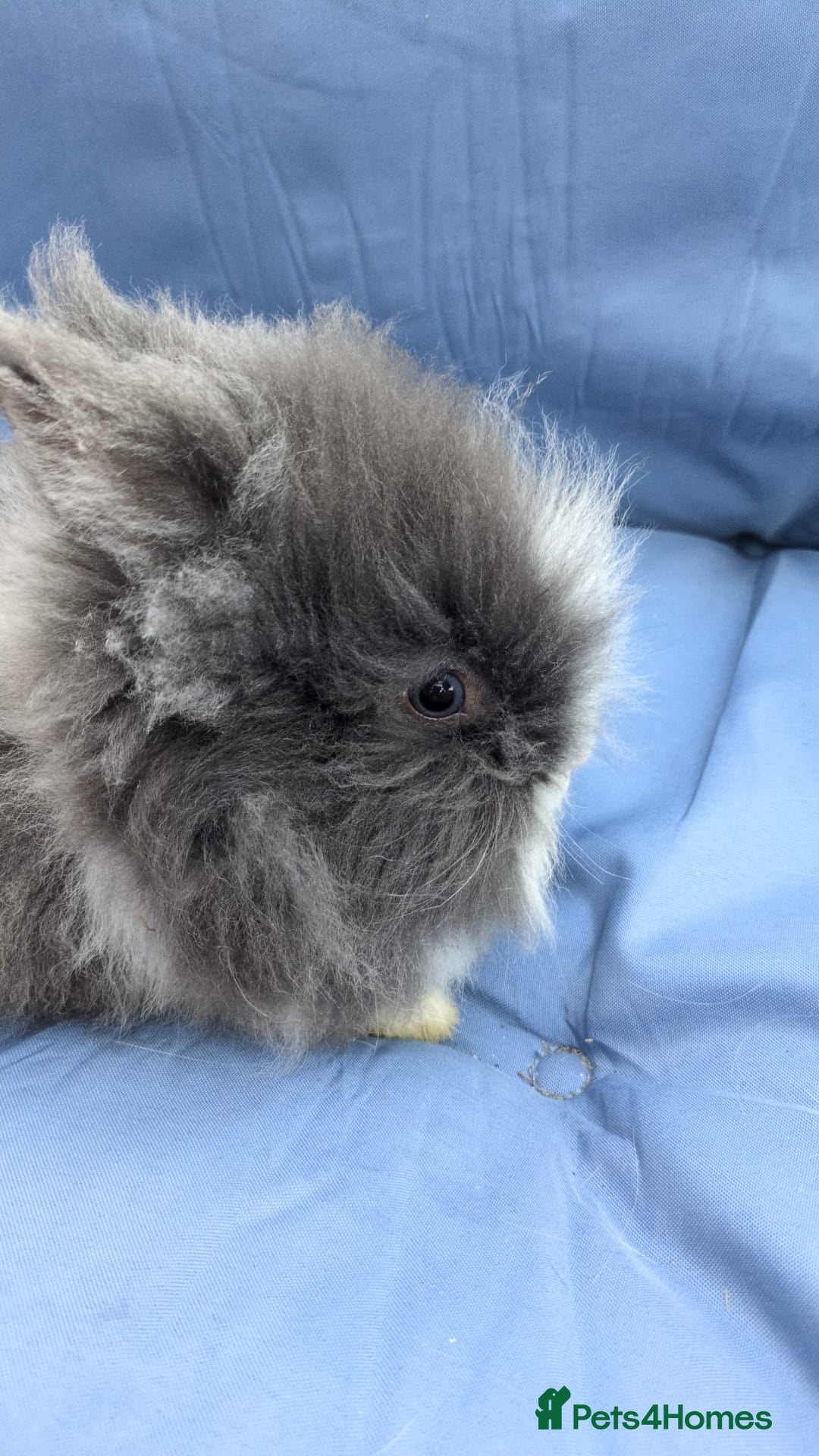 Lionhead rabbits for sale: Double main  lionhead bunnies  - Image 2