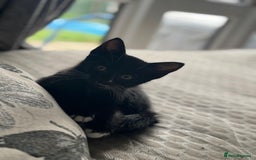 Mixed Breed cats for sale: URGENT FOREVER HOME NEEDED ASAP - Image 5