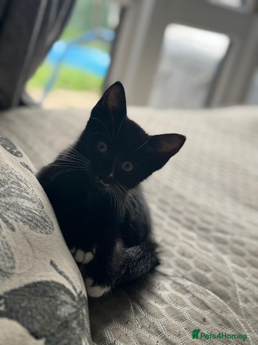 Mixed Breed cats for sale: URGENT FOREVER HOME NEEDED ASAP - Image 5