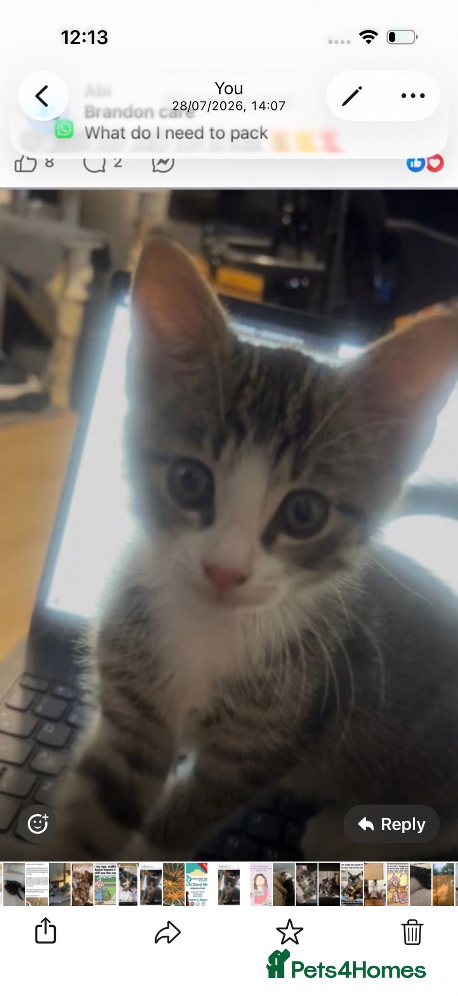 Mixed Breed cats Beautiful pair of kittens Ready now  - Advert 1