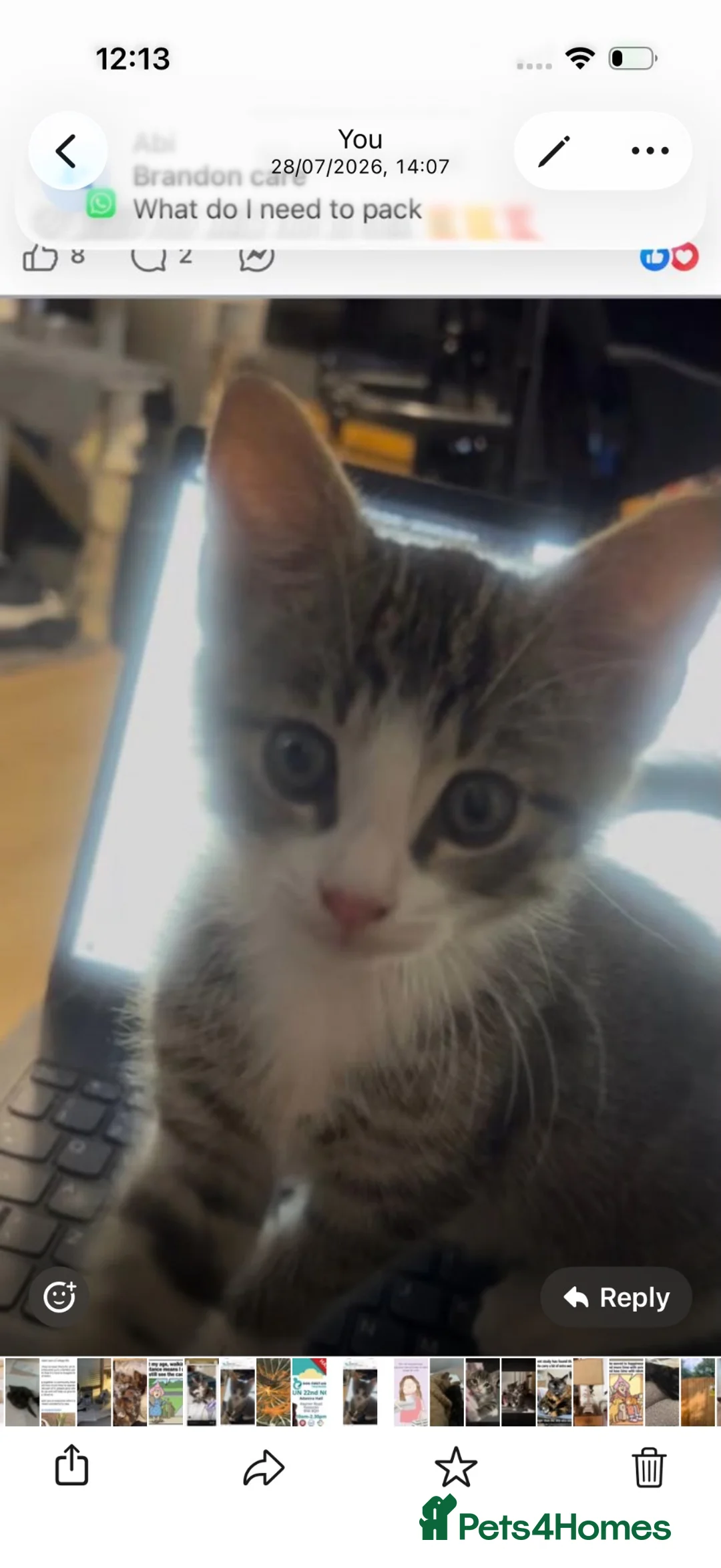 Mixed Breed cats for sale: Beautiful pair of kittens Ready now  in Haywards Heath - Advert 1