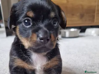 Jack Chi dogs JACK CHI PUPPIES - Advert 15