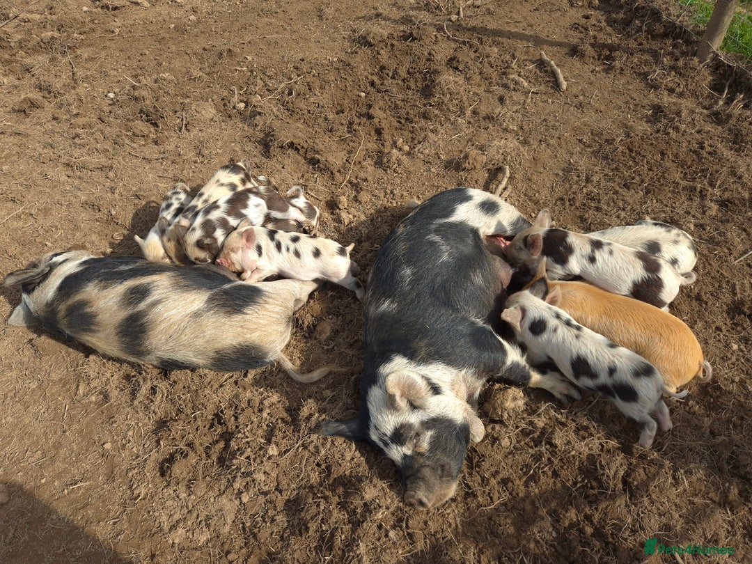 Pig livestock for sale: Stunning boys ready now  - Image 2