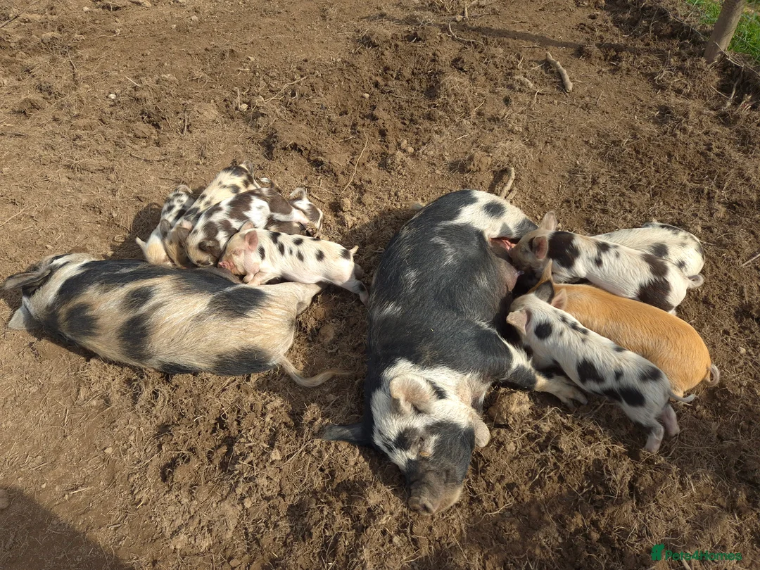 Pig livestock for sale: Stunning boys ready now - Advert 2