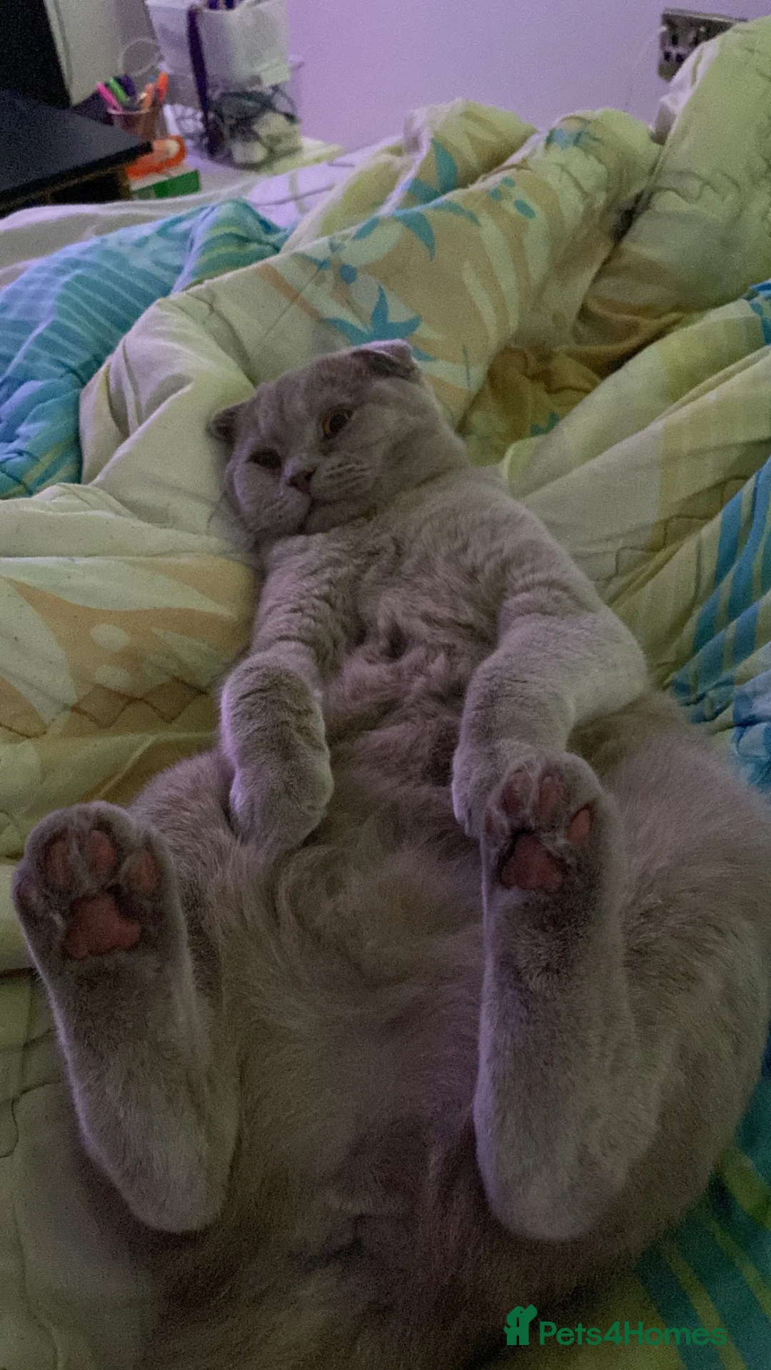 Scottish Fold cats for sale: Lily Scottish Fold  - Advert 2