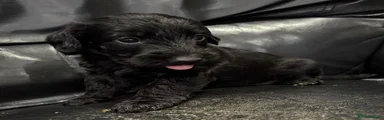 Doxiepoo Puppy 6