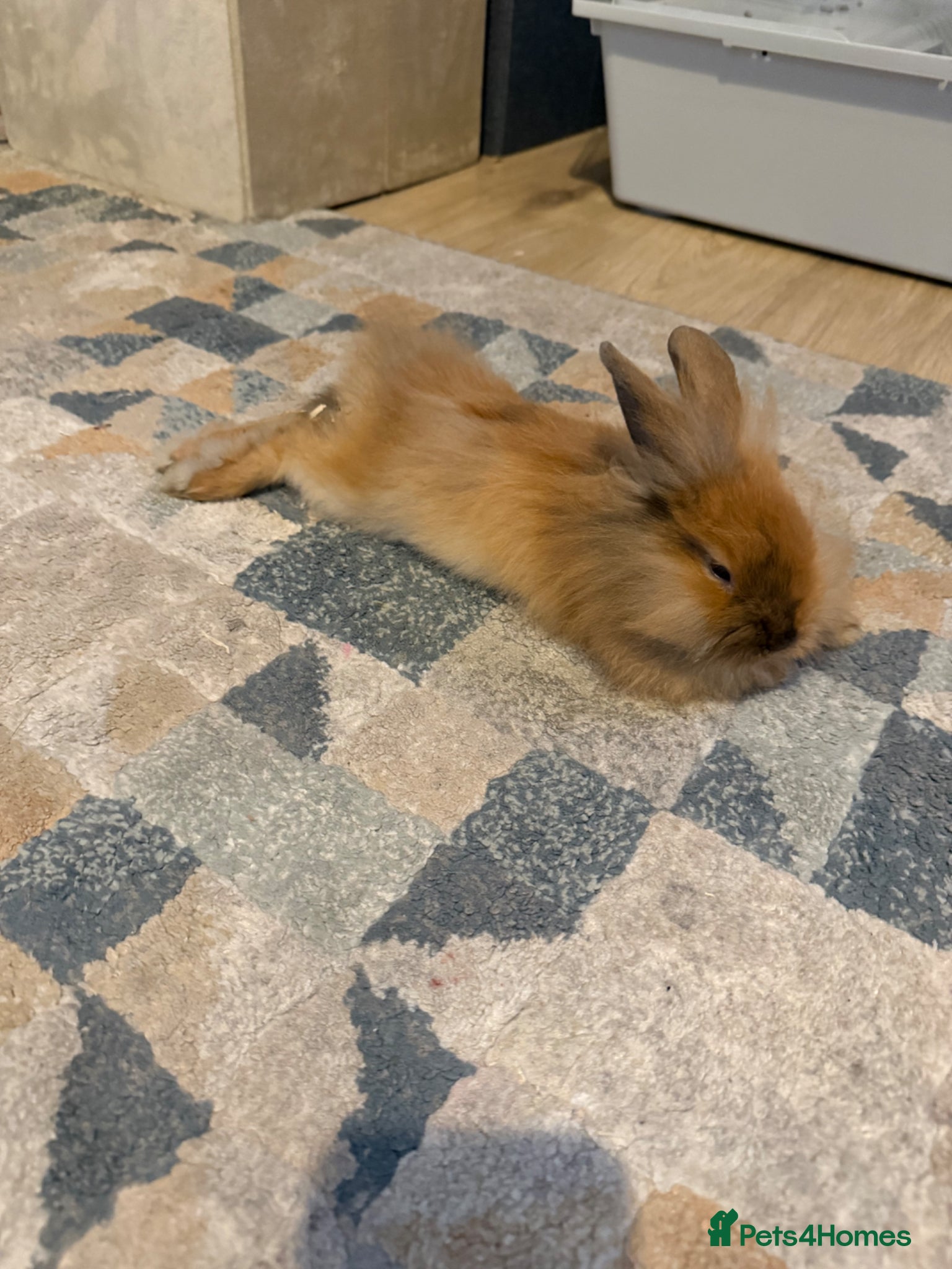 Mixed Breed rabbits for sale: Lionhead and Miniloop  in Saint Helens - Advert 6