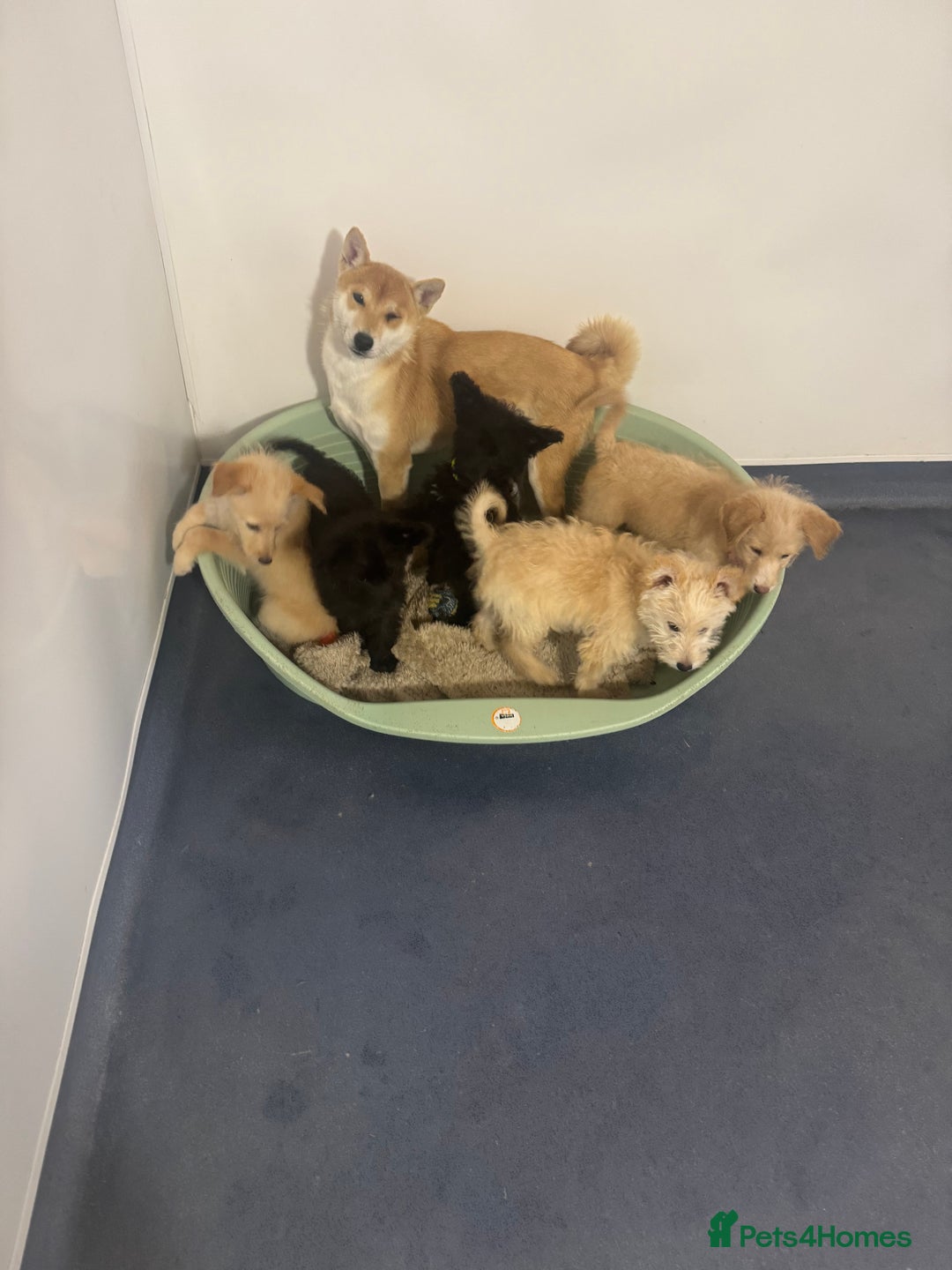 Mixed Breed dogs for sale: Shipoo puppies Shiba x poodle available  - Image 9
