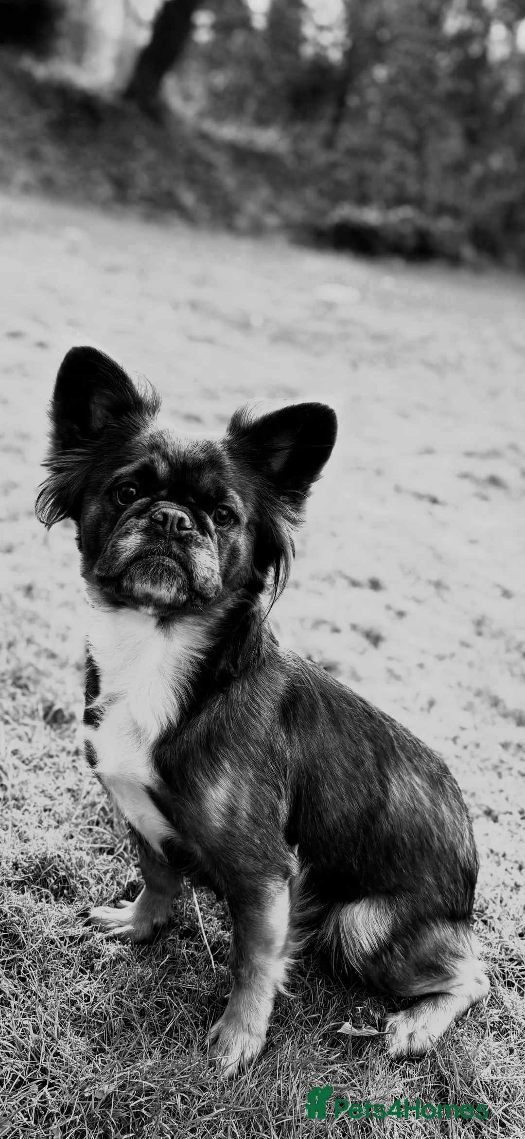 French Bulldog dogs for sale: Female Full Visual Fluffy French Bull Dog  - Advert 2