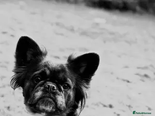 French Bulldog dogs Female Full Visual Fluffy French Bull Dog - Advert 9