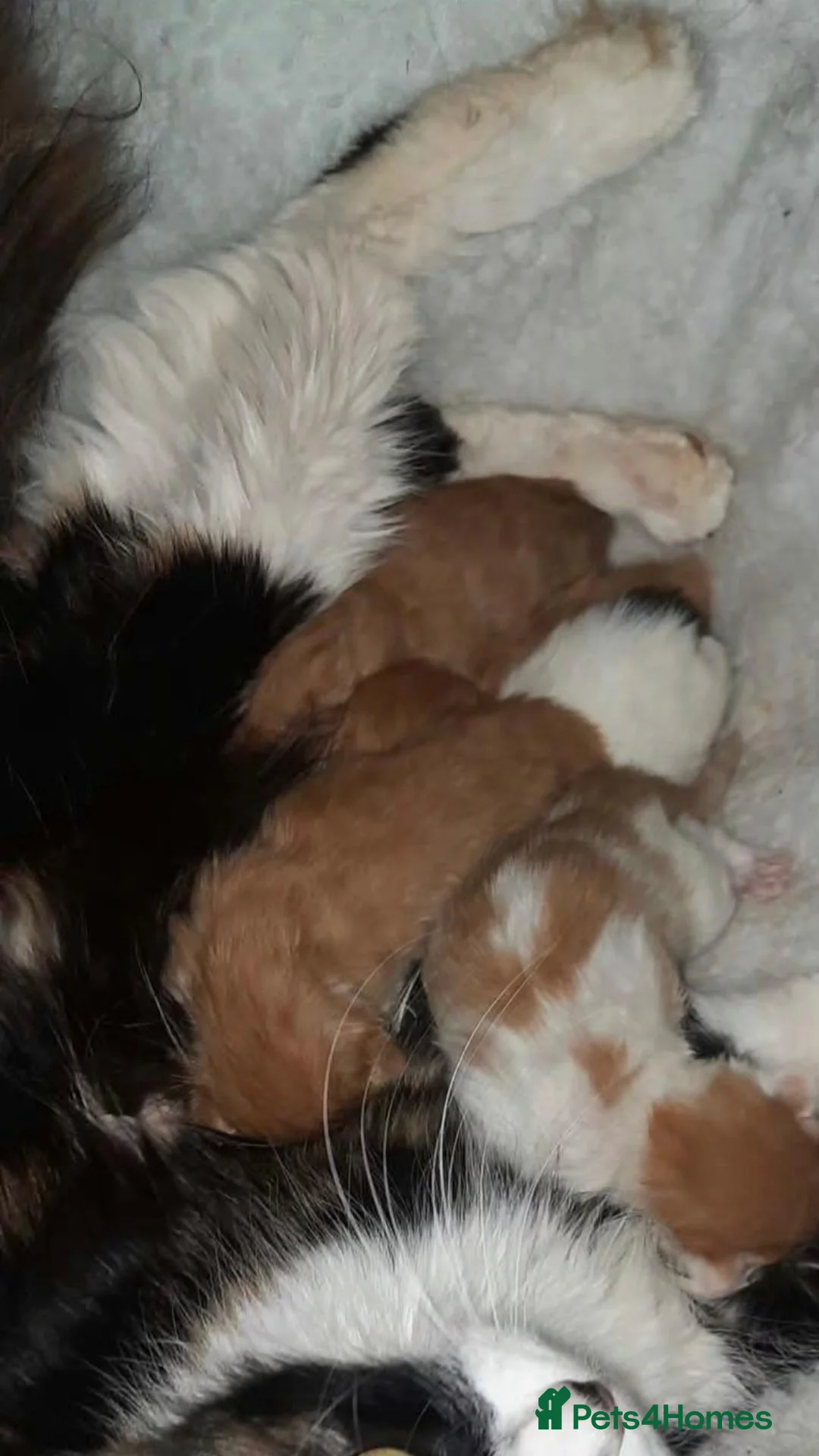 Ragcoon cats for sale: Raccoons for sale - Advert 1