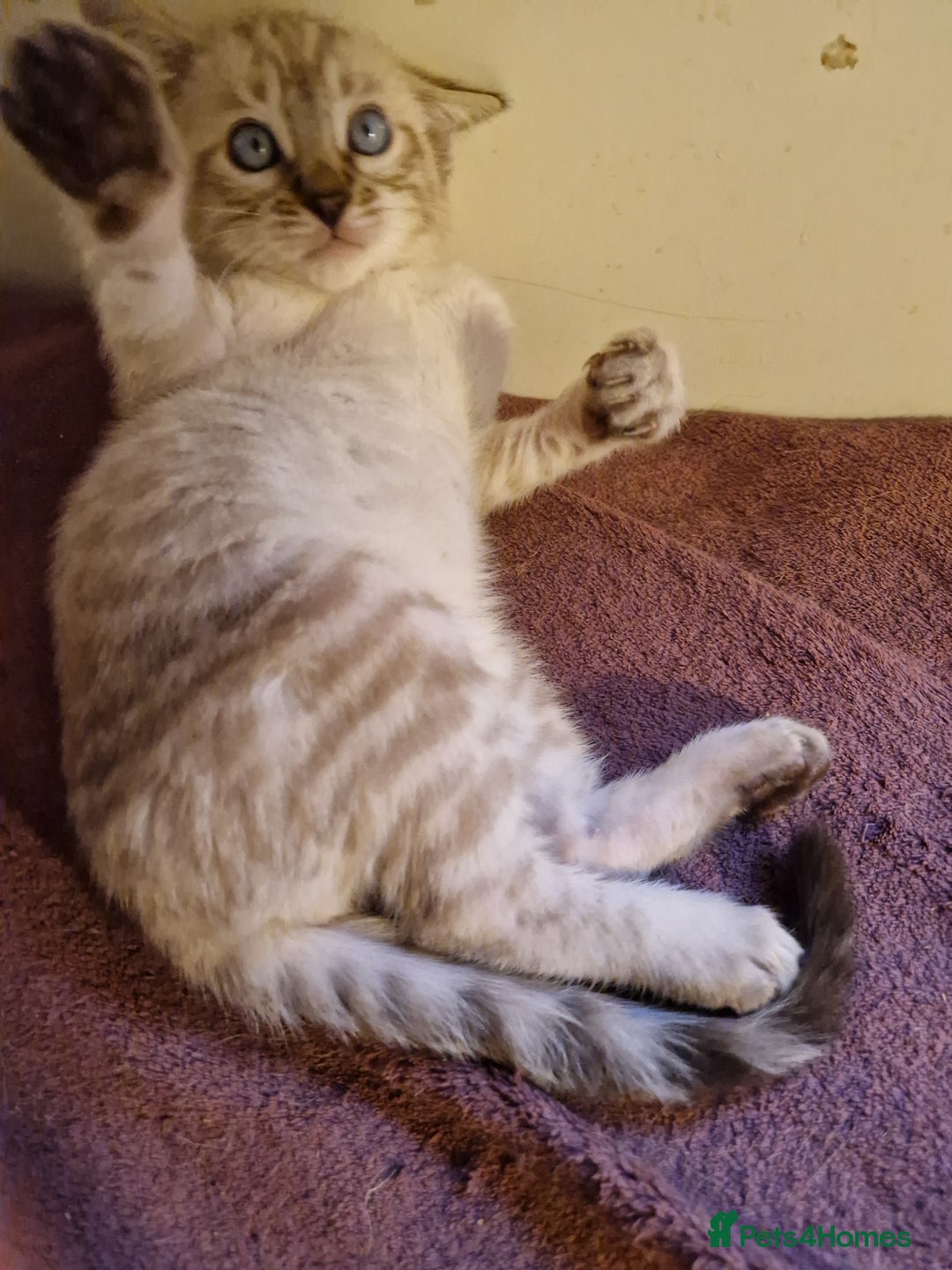 Mixed Breed cats for sale: Bengal, Siamese mix. 7/8ths Bengal 1 /8th Siamese  - Advert 7