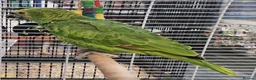 Parrots birds for sale: Amazos/Parakeets/Parrots available  - Advert 13