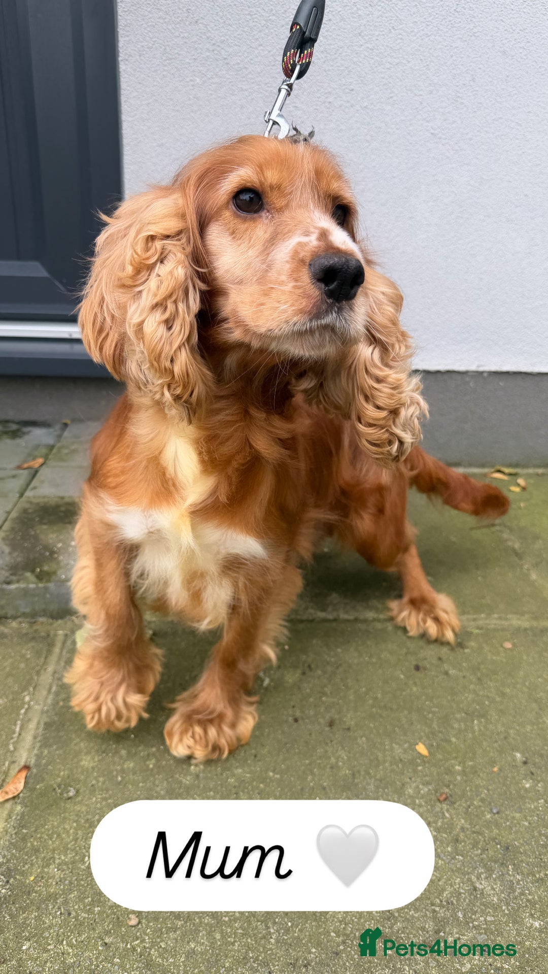 Cockapoo dogs for sale: Cockapoo puppies looking for homes 🏠  - Image 12