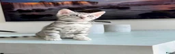 Bengal cats for sale: ✨NEW✨ TICA Pedigree Championship Bengal Kittens - Advert 12