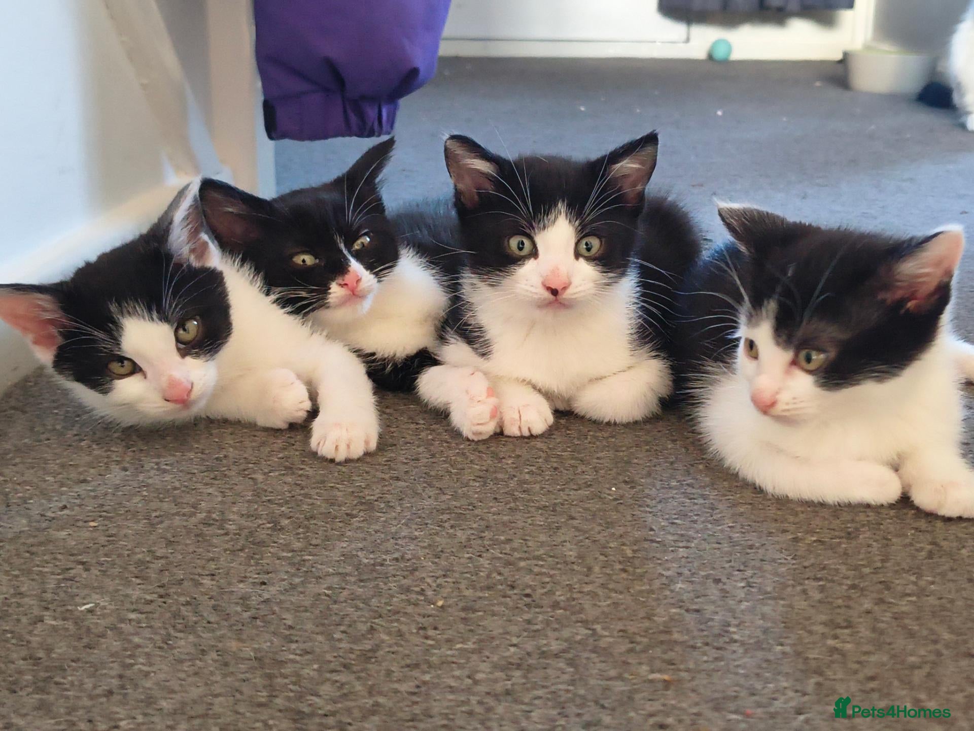 Mixed Breed cats 3 Beautiful Loving Kittens 2Months Old 2Girls 1Boy - Advert 2