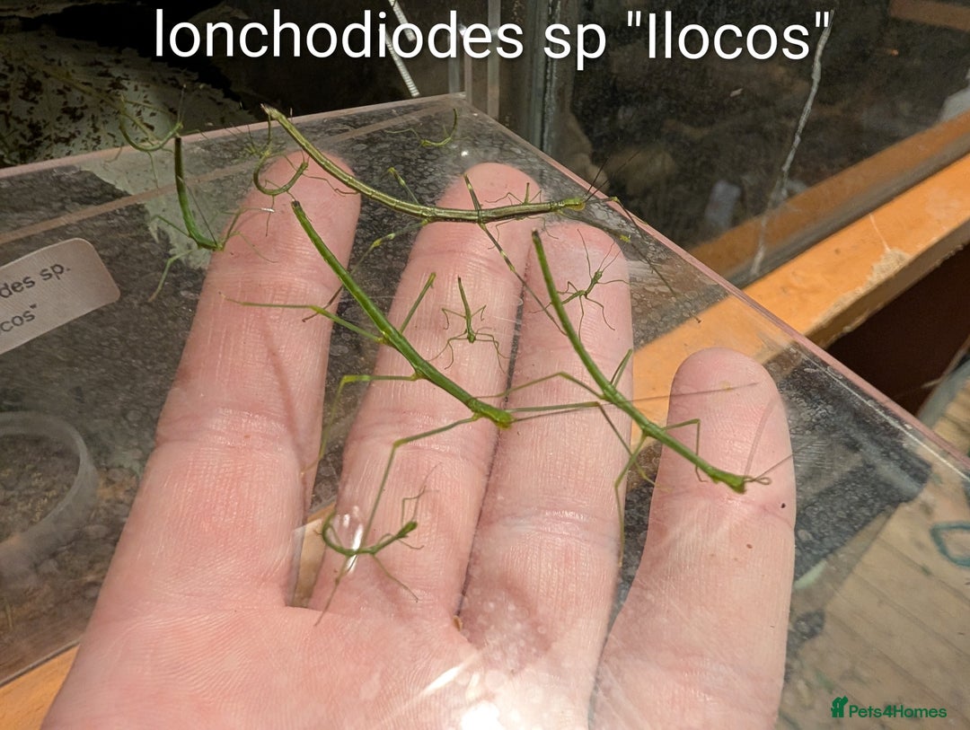 Stick Insects invertebrates for sale: Stick and leaf insect nymphs available! - Advert 3