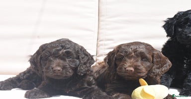 Cockapoo dogs - Advert 8