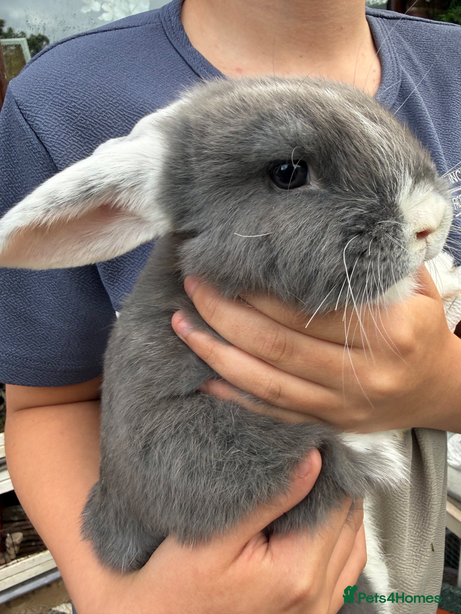 Mini Lop rabbits Pure bred mini lop bunnies - Ready Now - Advert 2