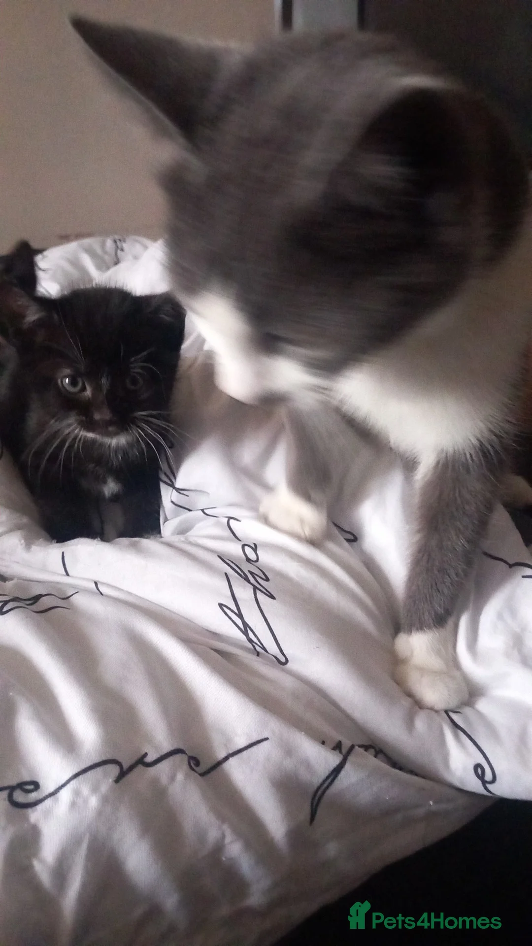 Mixed Breed cats for sale: Male kittens - Advert 4