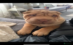 Shar Pei dogs for stud: DRAGO Shar Pei Stud - Image 2