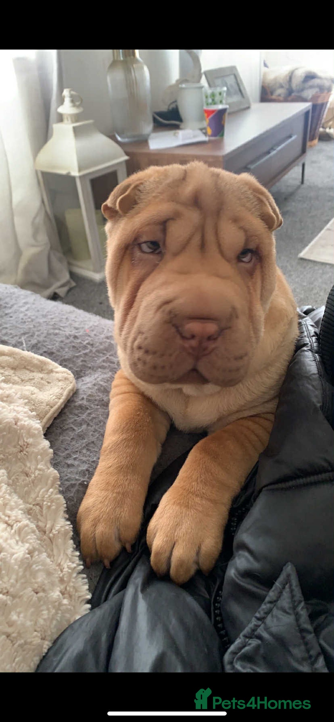 Shar Pei dogs for stud: DRAGO Shar Pei Stud - Image 2