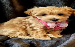 Maltipoo dogs for sale: F1 gorgeous maltipoo puppies - Image 9