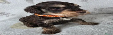 Cockapoo 3