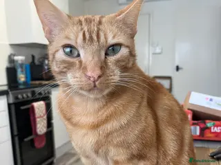 Mixed Breed cats Ginger cat needs new home to thrive - Advert 16