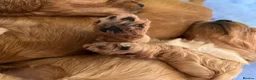 Cockapoo dogs for sale: The most beautiful cockapoo babies  - Advert 7