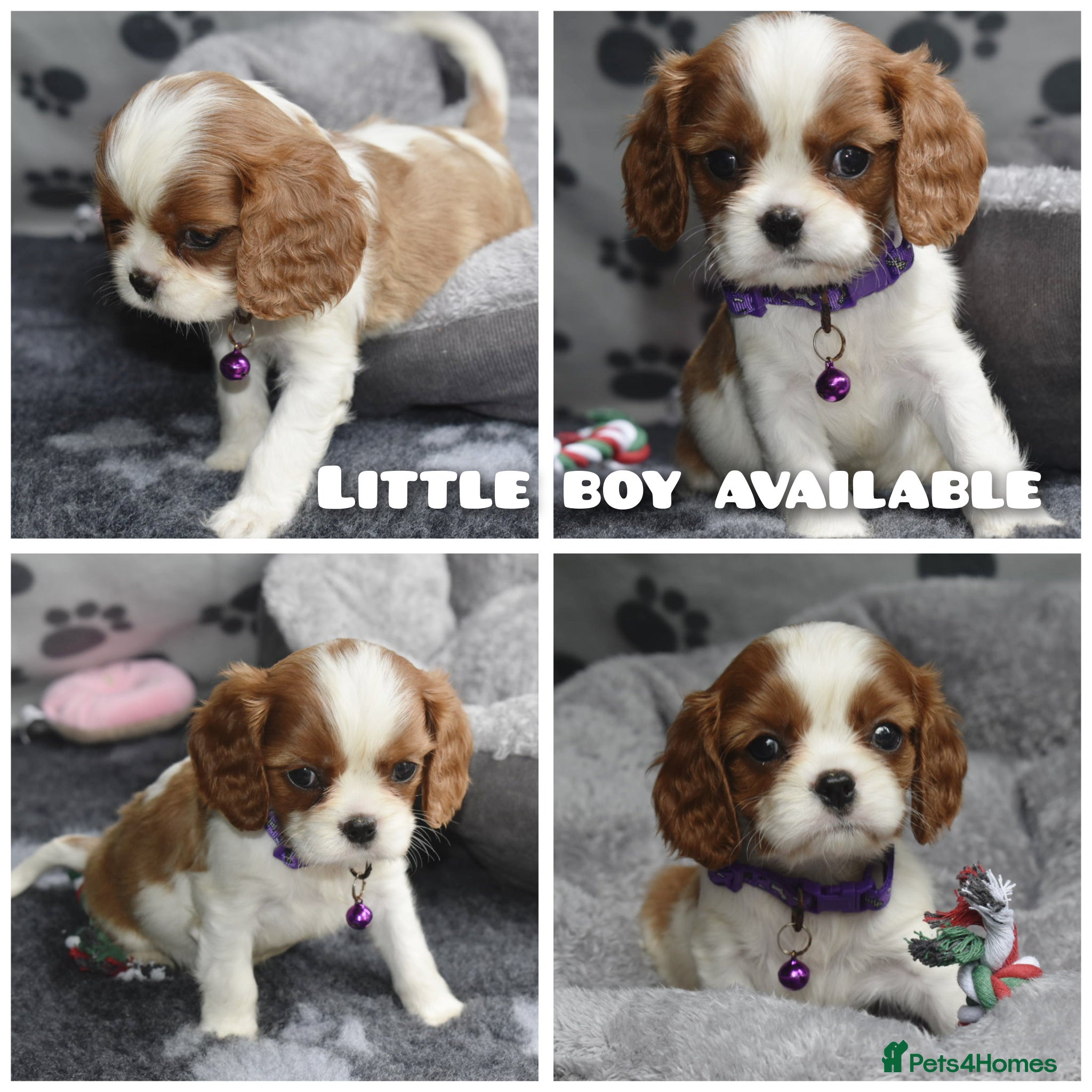 Cavalier King Charles Spaniel dogs Fully Health Tested KC Cavalier King Charles S - Advert 5