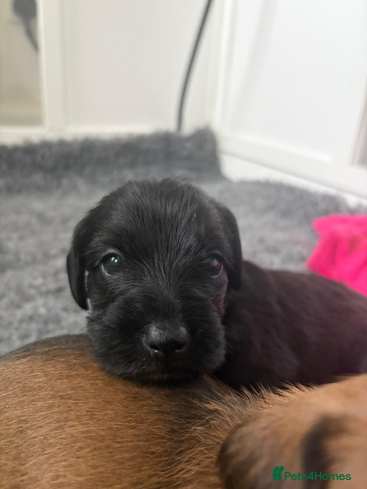 Mixed Breed dogs Iggypoo pups - the perfect dog - Advert 2